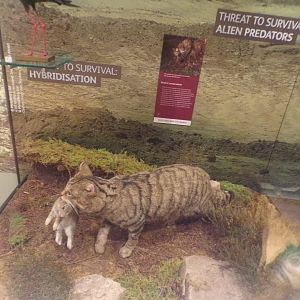 Scottish wildcat 30.12.22