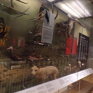 View of extinct animal exhibit 30.12.22