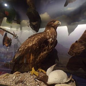 Golden eagle 30.12.22