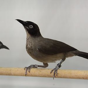 Blackcap babbler (Turdoides reinwardtii reinwardtii)