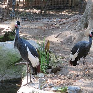 Black Crowned Cranes