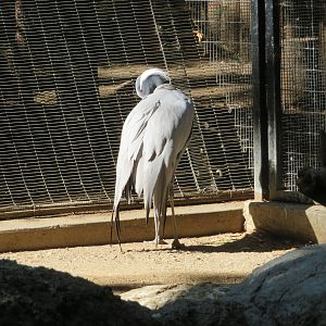 Demoiselle Crane