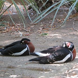 Red-breasted Geese