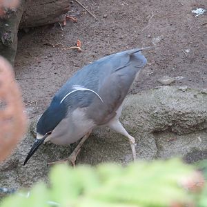 Black-crowned Night Heron (Wild)