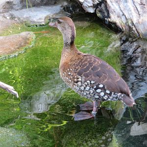 Spotted Whistling Duck
