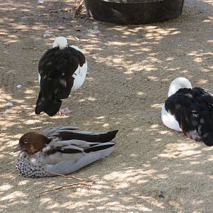 Radjah Shelducks