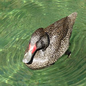 Freckled Duck