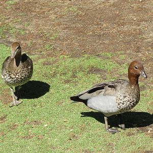 Australian Wood Ducks