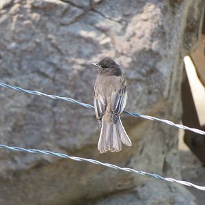 Black Phoebe (Wild)