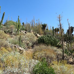 Desert Vegetation