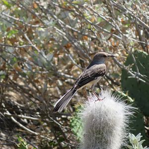Northern Mockingbird (Wild)