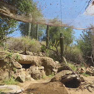 Burrowing Owl/Desert Tortoise Aviary