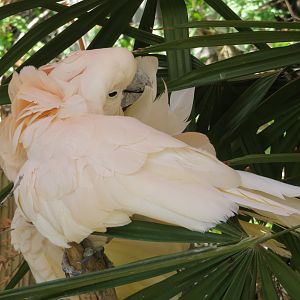Salmon-crested Cockatoo