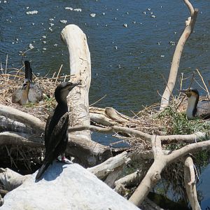 White-breasted Cormorants