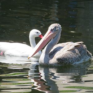 Pink-backed Pelican