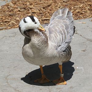Barred Goose