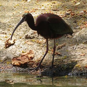 White-faced Ibis (Wild)