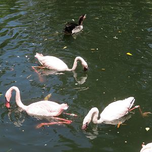 Lesser Flamingos Swimming