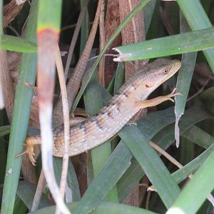 Southern Alligator Lizard (Wild)