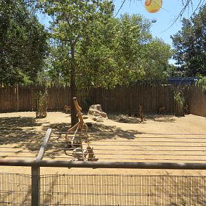 Hoofstock Nursery Yard