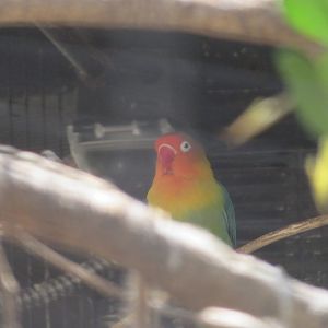 Fischer's Lovebird