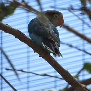 Fischer's Lovebird