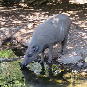 Babirusa