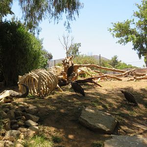 Vulture Exhibit