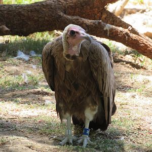 Hooded Vulture