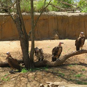 Lappet-faced Vultures