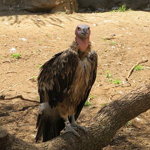Lappet-faced Vulture