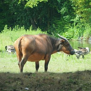 Red forest buffalo (Syncerus caffer nanus), 2022-06-12