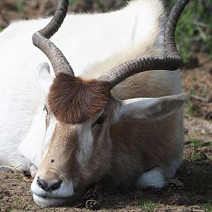 Addax (Addax nasomaculatus), 2022-06-12