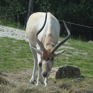 Addax (Addax nasomaculatus), 2022-06-12
