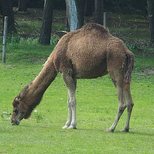 Dromedary camel (Camelus dromedarius), 2022-06-12