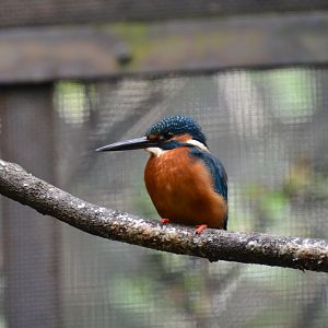 Asian kingfisher (Alcedo atthis bengalensis)