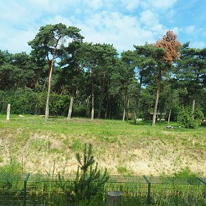 African lion exhibit seen from the car safari, 2022-06-12