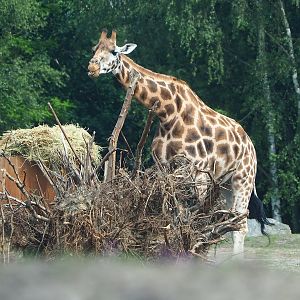Rothschild's giraffe (Giraffa camelopardalis rothschildi), 2022-06-12