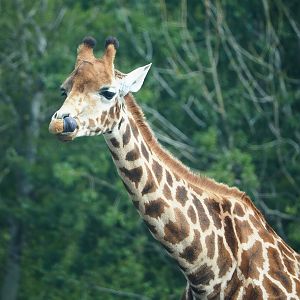 Rothschild's giraffe (Giraffa camelopardalis rothschildi), 2022-06-12