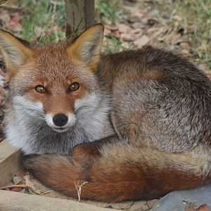 Japanese red fox (Vulpes vulpes japonica)