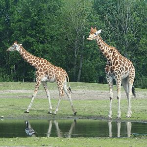 Rothschild's giraffes (Giraffa camelopardalis rothschildi), 2022-06-12