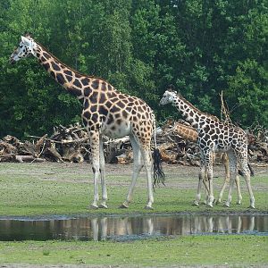 Rothschild's giraffes (Giraffa camelopardalis rothschildi), 2022-06-12
