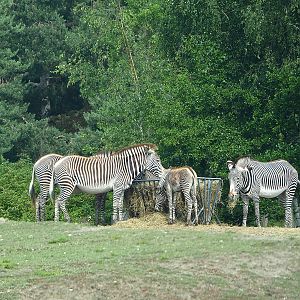 Grevy's zebras (Equus grevyi), 2022-06-12