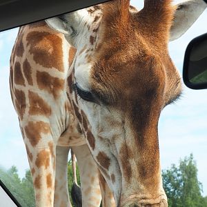 Rothschild's giraffe (Giraffa camelopardalis rothschildi) licking car, 2022-06-12