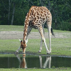 Rothschild's giraffe (Giraffa camelopardalis rothschildi) drinking, 2022-06-12