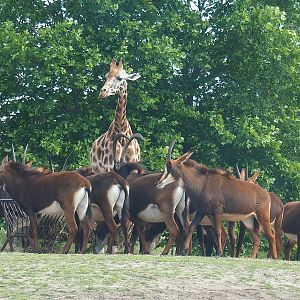 Rothschild's giraffe (Giraffa camelopardalis rothschildi) and Black sable antelopes (Hippotragus niger niger), 2022-06-12