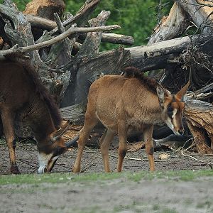 Juvenile Black sable antelopes (Hippotragus niger niger), 2022-06-12