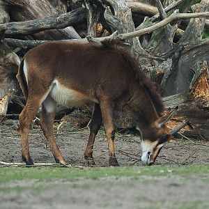 Juvenile Black sable antelope (Hippotragus niger niger), 2022-06-12