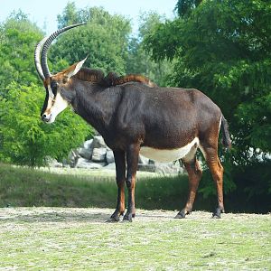 Black sable antelope (Hippotragus niger niger), 2022-06-12