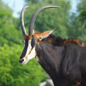 Black sable antelope (Hippotragus niger niger), 2022-06-12